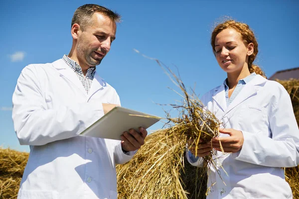 Young Agroengineers Standing Hay Stack Discussing Agricultural Data Tablet Outdoor — Stock Photo, Image