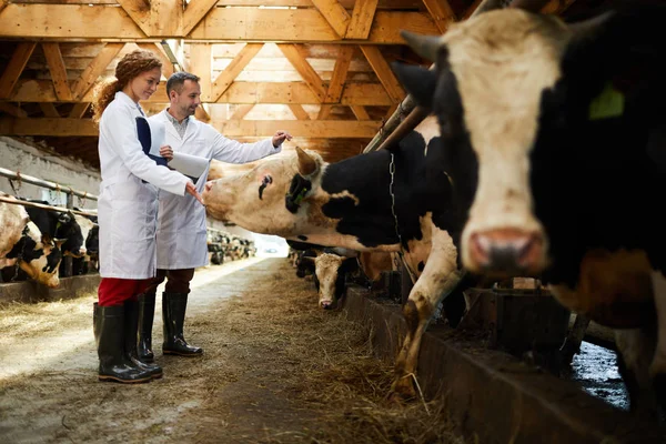 Dos Jóvenes Granjeros Tocando Vacas Lecheras Durante Trabajo Kettlefarm Contemporánea — Foto de Stock