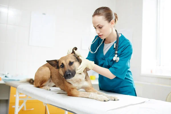 Mladý Veterinář Pracovních Oděvech Zkoumá Uši Ovčáckého Psa Lékařském Stole — Stock fotografie