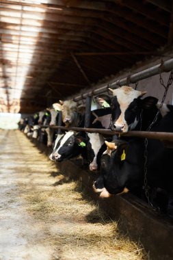 Siyah ve beyaz sıra güneşli süt ve et çiftliği tezgahlarında ayakta, kamera bakarak ön odaklanmak