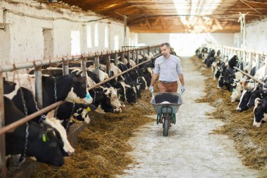 Genç çiftçi at arabasıyla iki inek ahırında yürüyor ve çiftlik hayvanlarına bakıyor.