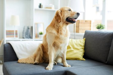 Genç tüylü safkan Golden Retriever oturma odasında kanepede oturuyor ve pencereden bakıyor.