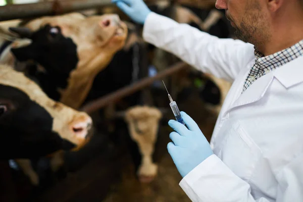 Vétérinaire Ganté Seringue Blanche Avec Injection Pour Vache Dans Une — Photo