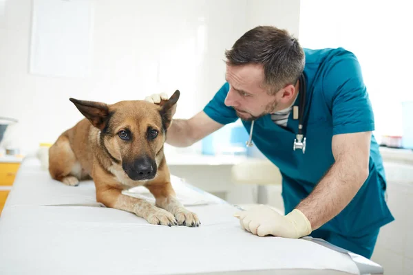 医療テーブルの上に病気の犬の耳をチェックする同時代の獣医 — ストック写真