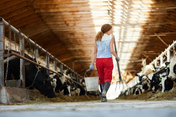 バケツと干し草を持つ農場労働者の一人が牛と安定して通り過ぎる後方の眺め — ストック写真