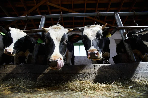 Low Angle Portrait Two Cows Looking Camera While Eating Hay — Stock Photo, Image