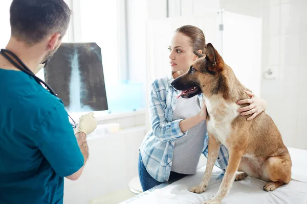 Owner Dog Her Pet Looking Ray Image Hands Doctor Hospital — Stock Photo, Image