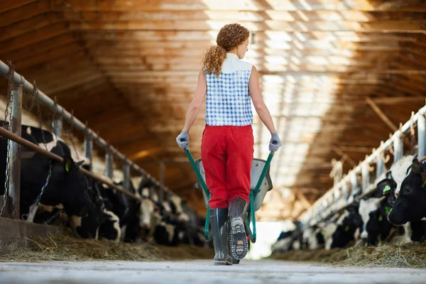 Back View Portrait Young Woman Pushing Trolley Walking Cowshed Farm — Stock Photo, Image