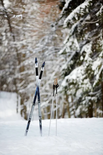 冬天的时候 森林里的冷杉间有交叉的滑雪板和两根雪中的棍子 — 图库照片