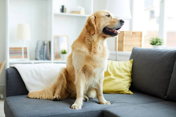 年轻而蓬松的纯金猎犬坐在客厅的沙发上 透过窗户往外看 — 图库照片