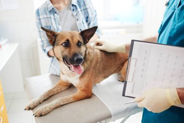 Randevu sırasında veteriner eldivenli elinde tıbbi kağıt bakarak Sevimli çoban köpek