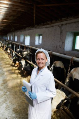 Modern mandıra ahırlarında inekler ile çalışırken mutlu bir şekilde gülümseyen kameraya bakan neşeli kadın veterinerin bel kadar portre, kopya alanı