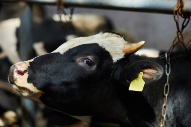 Cowshed durakta duran ve kameraya bakarak kulak klip ile güzel siyah ve beyaz Yan görünüm portresi