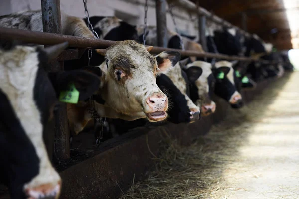 現代のやかん農場の鉄の棒の下に頭を持つ若い牛の列 — ストック写真
