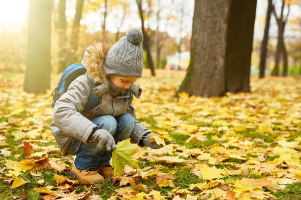 Милый Младший Школьник Собирает Листья Жёлтого Клена Земли Парке — стоковое фото