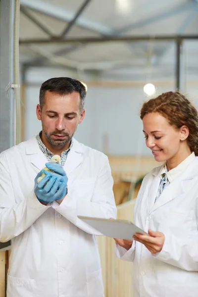 Uno Dei Giovani Agricoltori Scienziati Cerca Informazioni Online Nuove Razze — Foto Stock