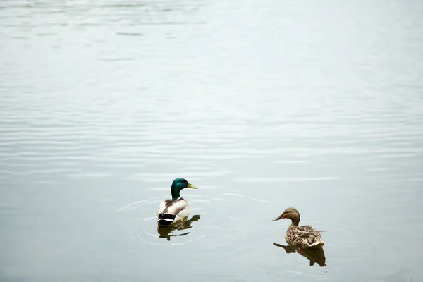 Duck and drake floating on water surface in natural environment or in park