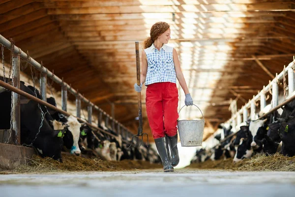 仕事の後牛と2つの厩舎に沿って歩く家畜農場の若い労働者 — ストック写真