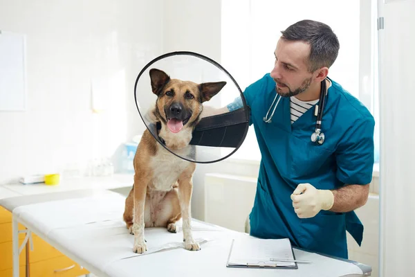 Veterinario Uniforme Mirando Paciente Enfermo Con Embudo Cuello Antes Del — Foto de Stock