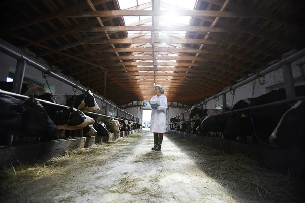 Portrait Grand Angle Jeunes Femmes Vétérinaires Examinant Des Vaches Tout — Photo