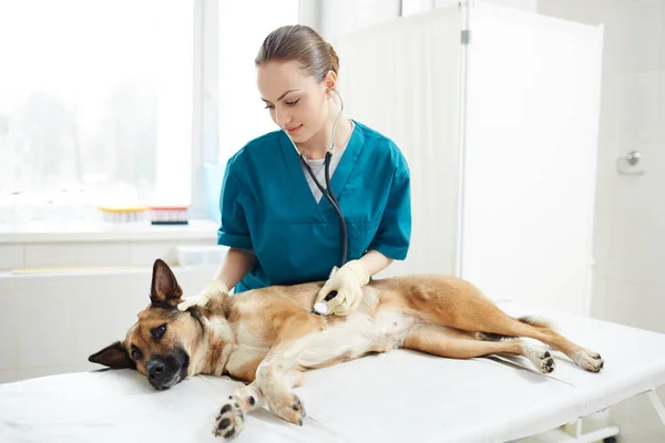 Больной Пастух Лежит Медицинском Столе Пока Молодой Ветеринар Осматривает Стетоскопом — стоковое фото