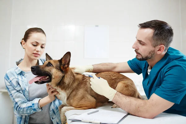 Veterinário Enluvado Injeção Uniforme Dos Pacientes Animais Hospital — Fotografia de Stock