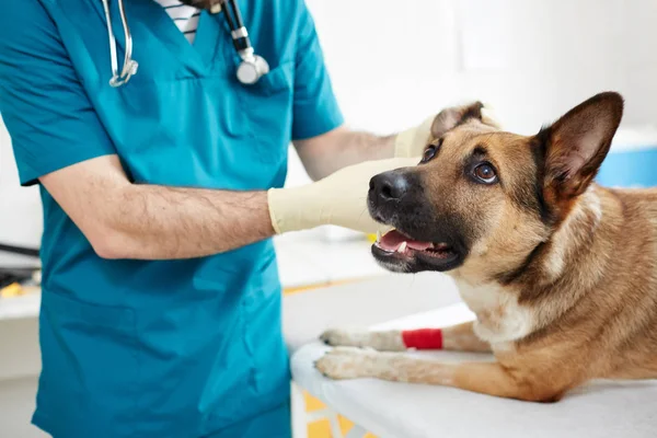 Berger Allemand Malade Avec Patte Blessée Couché Sur Table Médicale — Photo