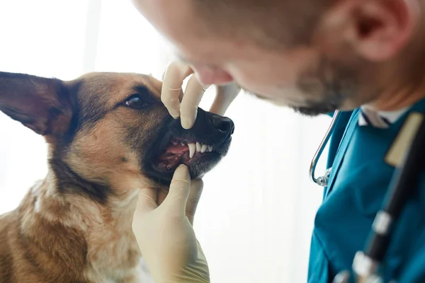 Veterinario Masculino Revisando Los Dientes Del Perro Enfermo Durante Cita — Foto de Stock