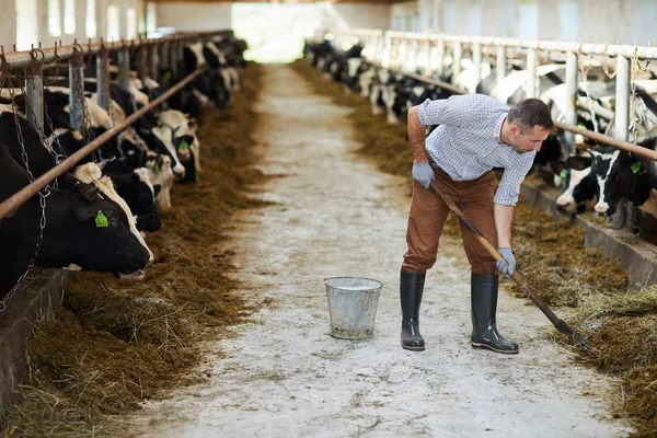 Portrait Complet Ouvrier Agricole Moderne Nettoyant Dans Une Étable Vaches — Photo