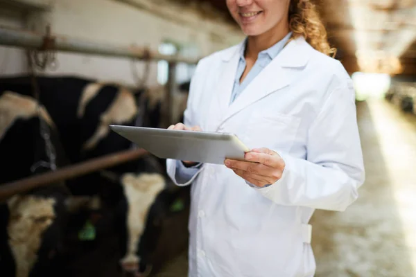 Joven Profesional Con Touchpad Leyendo Datos Línea Sobre Vacas Lecheras — Foto de Stock