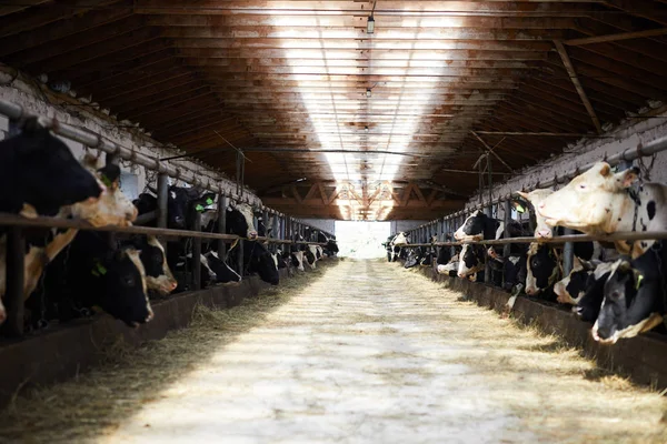 Longo Corredor Iluminado Dividindo Partes Fazenda Chaleira Contemporânea Dois Estábulos — Fotografia de Stock