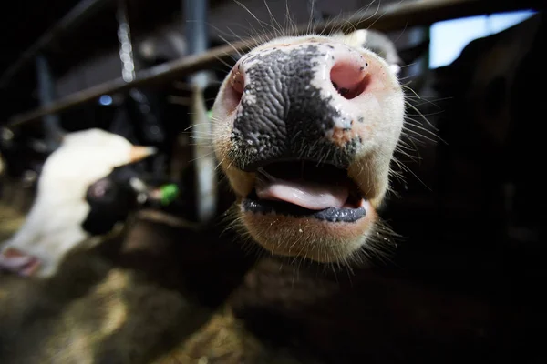 Close Cow Snout Stables Dairy Milk Farm Copy Space — Stock Photo, Image