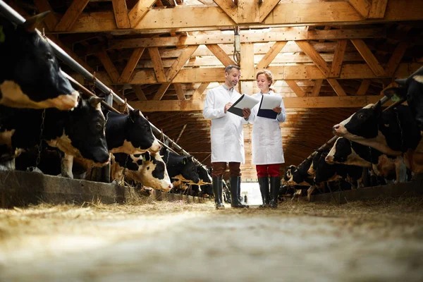 Ganzkörperporträt Zweier Moderner Landarbeiter Laborkitteln Die Einer Reihe Von Kühen — Stockfoto