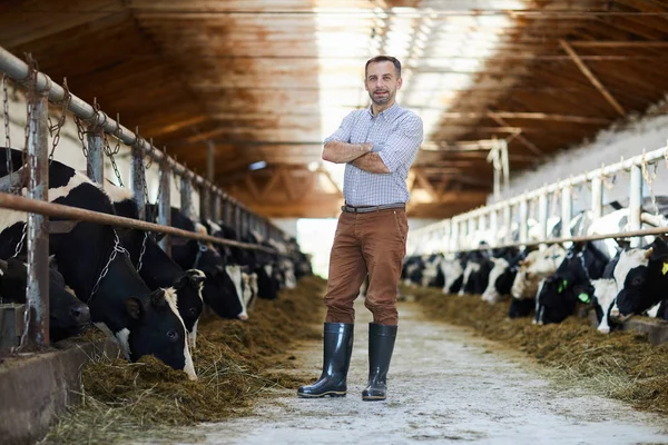 Νεαρός Άνδρας Σταυρωμένα Χέρια Στέκεται Δίπλα Στάβλο Αγελάδων Γαλακτοπαραγωγής Φάρμα — Φωτογραφία Αρχείου