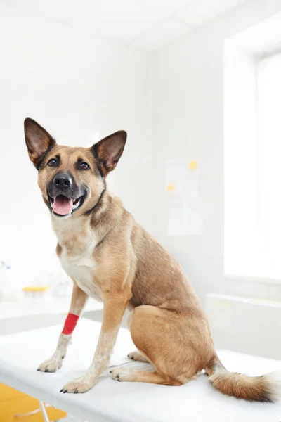 Cão Pastor Com Bandagem Vermelha Sua Pata Sentada Mesa Médica — Fotografia de Stock