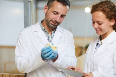 Beyaz ceketli iki genç mühendis kümes hayvanı çiftliğinde çalışıyor ve yeni nesil civcivleri inceliyorlar.