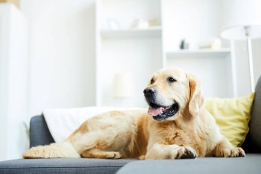 Kabarık labrador oturma odasında kanepede yatan kimse etrafında kimse ile