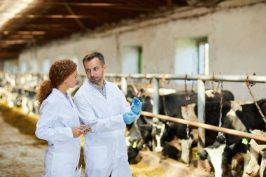 İneklere aşı çekimi yapan çiftlikte çalışan laboratuvar önlüğü giyen iki veterinerin portresi, kopya alanı
