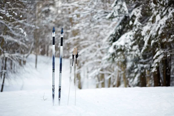 冬の日の深い森の中で Firtrees に囲まれた雪の吹きだまりで立ち往生スキー用具 — ストック写真