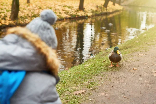 野鸟站在河边 停在公园的地面上 走在小男孩的前面 — 图库照片