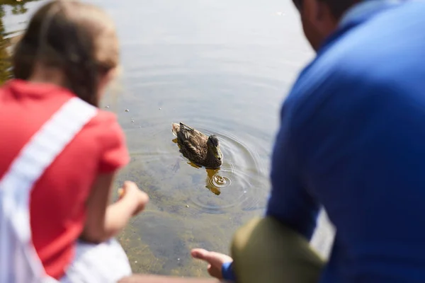 鸭子漂浮在水面上 而小女孩和她的父亲坐在前面 看着它 — 图库照片