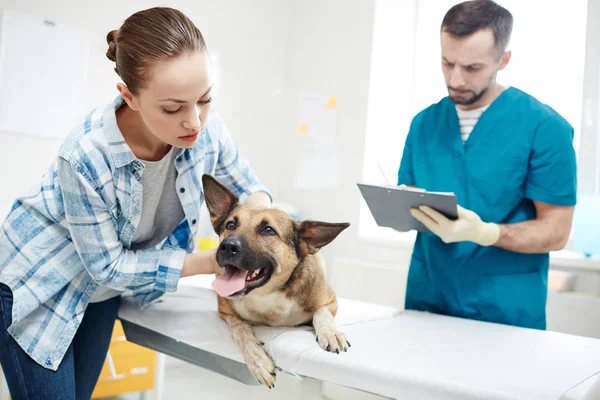 Young Owner Shepherd Calming Her Pet Appointment Vet Clinics — Stock Photo, Image