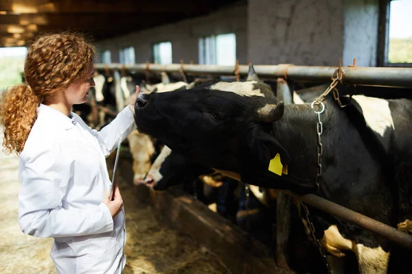 Portrait Latéral Jeune Vétérinaire Femelle Caressant Les Vaches Tout Travaillant — Photo