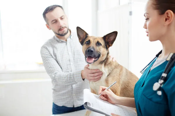 Propietario Pastor Tocando Mascota Mientras Consulta Con Veterinario Clínicas — Foto de Stock