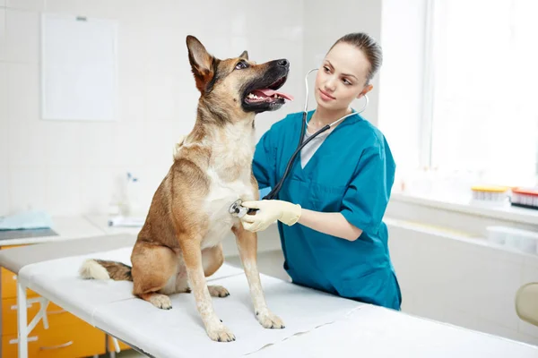 Молодой Врач Форме Осматривает Пастушью Собаку Стетоскопом Ветеринарной Больнице — стоковое фото