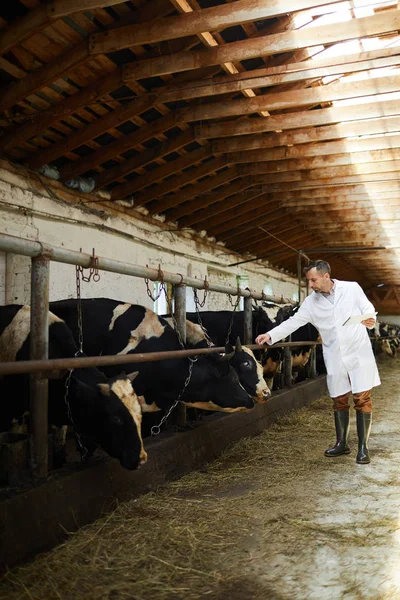 Teljes Hosszúságú Portréja Érett Mezőgazdasági Munkavállaló Visel Laborköpeny Vizsgálata Tehenek — Stock Fotó