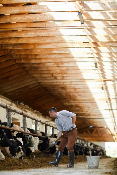 Portrait Complet Ouvrier Agricole Moderne Nettoyant Dans Hangar Vache Ensoleillé — Photo
