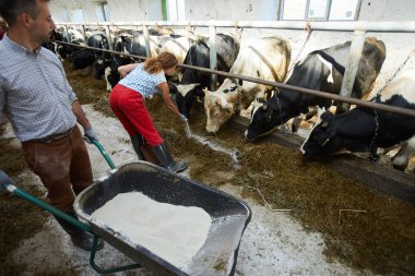 Inekler için bakım ve onlara mineral takviyeleri veren iki modern çiftlik işçilerinin yüksek açılı portre, kopya alanı