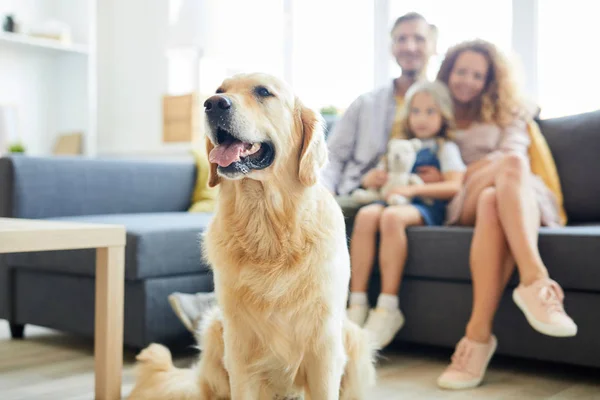 Niedliche Flauschige Labrador Haustier Sitzt Wohnzimmer Mit Familie Von Drei — Stockfoto