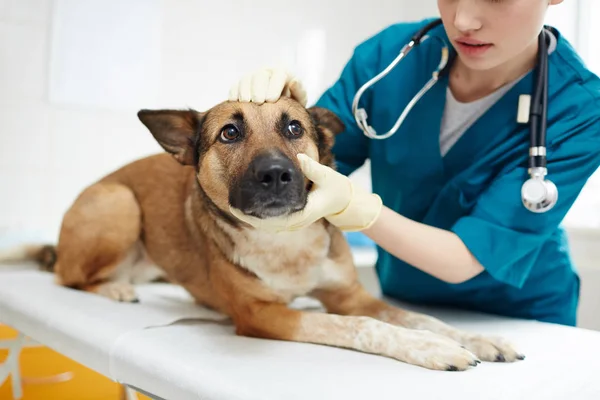 Милый Пастуший Пёс Лежит Медицинском Столе Пока Ветеринар Осматривает Клиниках — стоковое фото